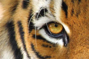 Vic Schendel - Tiger Eye