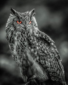 European Master Photography - Wise Owl 2 black & white