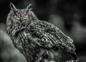 European Master Photography - Wise Owl 3 black & white