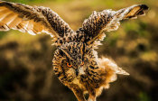 European Master Photography - Wise Owl 4