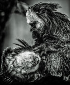 European Master Photography - Little Cute Monkeys 2 black & white
