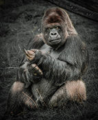 European Master Photography - The Male Gorilla