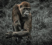 European Master Photography - Gorillas