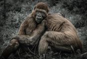 European Master Photography - Gorillas 2