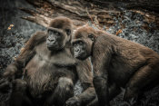 European Master Photography - Gorillas 4