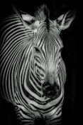 European Master Photography - Zebra 3 black & white