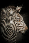 European Master Photography - Zebra 4