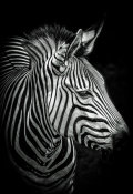 European Master Photography - Zebra 4 black & white