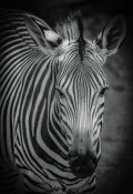 European Master Photography - Zebra 5 black & white