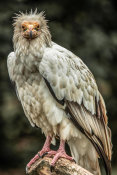 European Master Photography - White Vulture