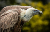 European Master Photography - Vulture 3