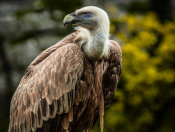 European Master Photography - Vulture 4