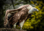 European Master Photography - Vulture 5