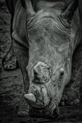 European Master Photography - Male Rhino 2 black & white