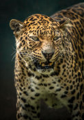European Master Photography - Angry Jaguar 2