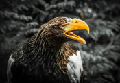 European Master Photography - Steller Eagle 7