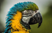 European Master Photography - Blue Ara Parrot
