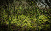 European Master Photography - Mossy Forest