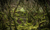 European Master Photography - Mossy Forest 2