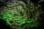 European Master Photography - Mossy Forest 9
