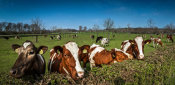 European Master Photography - Cows