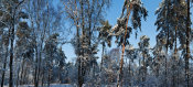 European Master Photography - Snow Trees