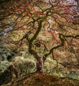 European Master Photography - Maple tree 2