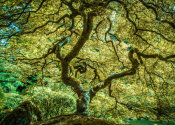 European Master Photography - Maple tree 3