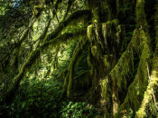 European Master Photography - Mossy tempered Forest