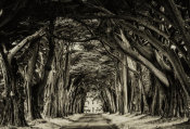 European Master Photography - Cypress Trees sepia