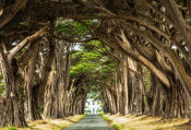 European Master Photography - Cypress Trees