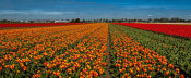 European Master Photography - Tulip Field crop