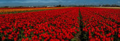 European Master Photography - Tulip Field 2 crop
