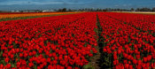 European Master Photography - Tulip Field 2 crop 2