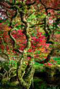 European Master Photography - Japanese Garden Tree 2