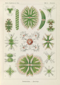 Ernst Haeckel - Algae (Desmidiea - Bierdinge)