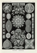 Ernst Haeckel - Algae (Diatomea - Schachtellinge)