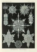 Ernst Haeckel - Aquatic Animals (Acanthophracta - Wunderstrahlinge)