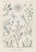 Ernst Haeckel - Aquatic Animals (Campanariae - Glockenpolnpen)
