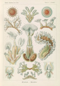 Ernst Haeckel - Aquatic Invertebrates (Bryozoa - Moostiere)
