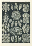 Ernst Haeckel - Aquatic Invertebrates (Bryozoa - Woostiere)