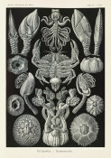 Ernst Haeckel - Barnacles (Cirripedia - Rankenkreble)