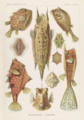 Ernst Haeckel - Boxfish (Ostraciontes - Kofferfilche)