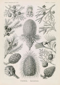 Ernst Haeckel - Conifers (Coniferae - Bapfenbaume)