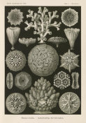 Ernst Haeckel - Corals (Hexacoralla - Sechsstrahlige Sternkorallen)
