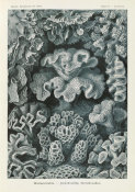Ernst Haeckel - Corals (Hexacoralla - Sechsstrahlige Sternkorallen)