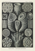 Ernst Haeckel - Corals (Tetracoralla - Bierstrahlige Sternkorallen)