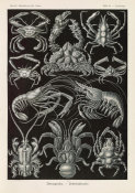 Ernst Haeckel - Crabs (Decapoda - Behnfukkreble)