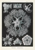 Ernst Haeckel - Details of Starfish (Ophiodea - Schlangensterne)