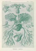 Ernst Haeckel - Ferns (Filicinae - Laubfarne)